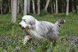 BEARDED COLLIE 232